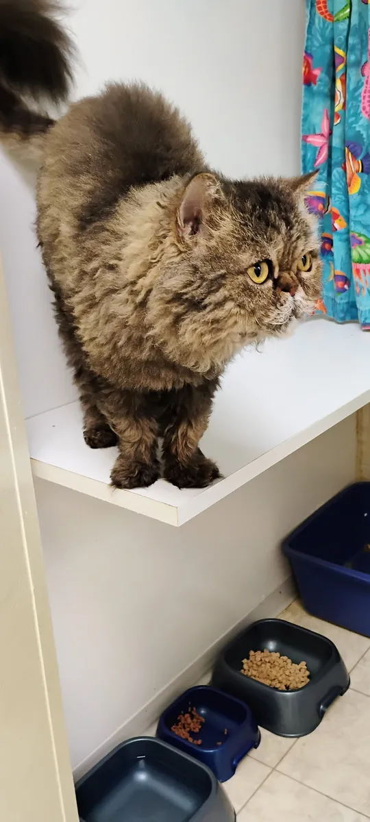 Gizmo at The Cat Chalet