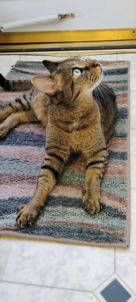 Moggli at The Cat Chalet